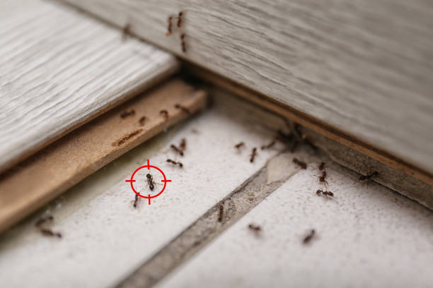 Best Mosquito Control Services  in La Habra, CA