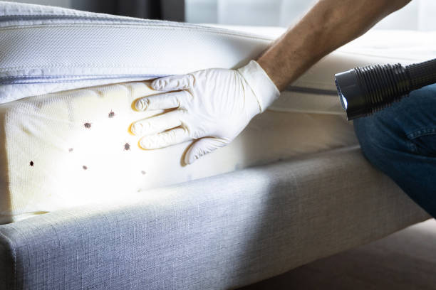 Best Pest Removal Services  in La Habra, CA