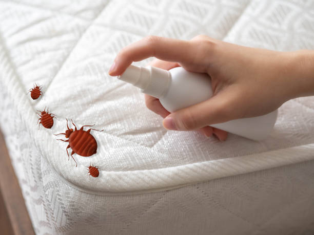 Best Affordable Pest Control Services  in La Habra, CA