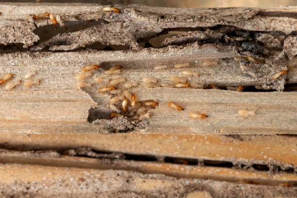 Best Pest Inspection Near Me  in La Habra, CA